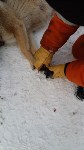 На Сахалине спасли беременную собаку с капканом на лапе, Фото: 4