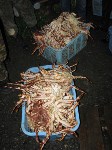 Подпольный цех по переработке морепродуктов ликвидирован в Макаровском районе, Фото: 16
