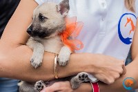 В рамках выставки беспородных собак в Южно-Сахалинске 8 питомцев обрели хозяев, Фото: 139
