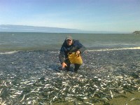 А это мой батька вовсю собирает рыбёху =), Фото: 2