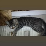На конкурс astv.ru прислали больше ста фото теплолюбивых сахалинских котиков, и они потрясающие, Фото: 67