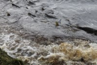 нерест кеты, река Ударница, Фото: 1