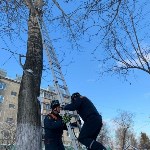 Кота, просидевшего два дня на дереве, спасли в Южно-Сахалинске, Фото: 2