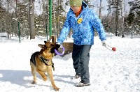 Собачьи бега в Южно-Сахалинске, Фото: 23