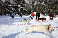 Собачьи бега в Южно-Сахалинске, Фото: 18
