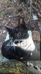 Кот с СВО, Фото: 5