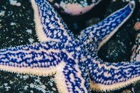 Завораживающие фото подводного мира острова Монерон показали на выставке в Москве, Фото: 4