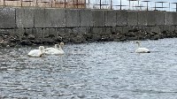 Две пары лебедей встречают туристов на набережной в Невельске, Фото: 4