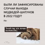 Охотоведы рассказали, сколько человек погибли от лап медведей на Сахалине в 2022 году, Фото: 5