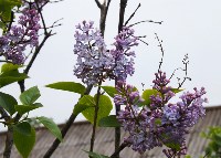 Перволетье на Курилах, Фото: 5