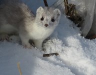 Горностаи готовятся к зиме в Северо-Курильске, Фото: 1