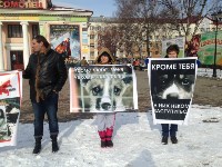 На Сахалине более 100 человек приняли участие в пикете в защиту животных, Фото: 1