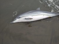Дельфиненка спасли на Кунашире, Фото: 1
