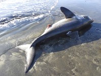 Учёные исследовали выброшенную на берег беременную акулу, Фото: 1