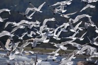 Редкие чайки прилетели на Курилы, Фото: 11