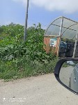 На заросли борщевика и травы жалуются южносахалинцы, Фото: 1
