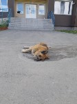 Догхантеры убивают собак на глазах у детей в Южно-Сахалинске, Фото: 4