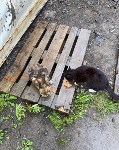 Бабушка на курильском острове Шикотан тратит пенсию на корм для брошенных 20 котов, Фото: 6