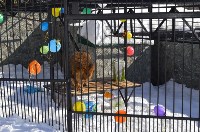 День рождения льва Лорда отметили в сахалинском зоопарке, Фото: 10