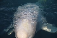 Эксперты: у белух и косаток в "китовой тюрьме" быстро развиваются кожные заболевания, Фото: 2
