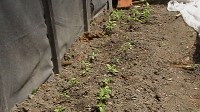 Более 60 кустов конопли вырастил на приусадебном участке житель житель Шахтерска, Фото: 3