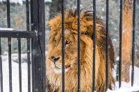 День рождения льва Лорда, Фото: 17