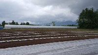 Сельское хозяйство на Хоккайдо, Фото: 5