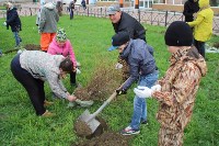 Более 100 цветущих кустарников высадили в Томари, Фото: 4