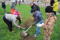 Более 100 цветущих кустарников высадили в Томари, Фото: 3