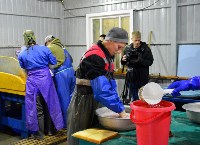 Рыбзавод в Холмском районе оплодотворит 15 миллионов икринок кеты, Фото: 1
