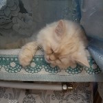 На конкурс astv.ru прислали больше ста фото теплолюбивых сахалинских котиков, и они потрясающие, Фото: 77
