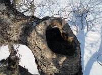 Курильчан просят воздержаться от поездок на снегоходе в местах гнездования филинов, Фото: 2