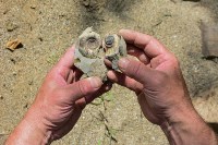 Ракушку возрастом 15 миллионов лет нашли туристы на Сахалине, Фото: 5
