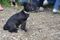 В рамках выставки беспородных собак в Южно-Сахалинске 8 питомцев обрели хозяев, Фото: 187