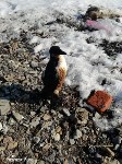 Десятки птиц погибли от нефтепродуктов в Холмском районе, Фото: 1
