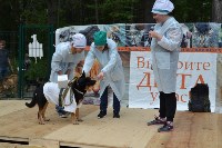 В рамках выставки беспородных собак в Южно-Сахалинске 8 питомцев обрели хозяев, Фото: 138