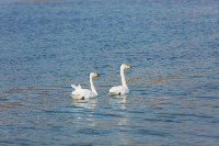 Лебеди в Невельске в 2026 году, Фото: 6