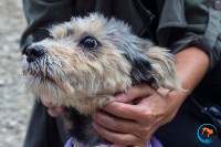 В рамках выставки беспородных собак в Южно-Сахалинске 8 питомцев обрели хозяев, Фото: 210