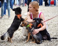 В рамках выставки беспородных собак в Южно-Сахалинске 8 питомцев обрели хозяев, Фото: 45