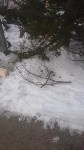 Краснокнижные тисы в городском парке Южно-Сахалинска оказались под угрозой, Фото: 9