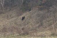 Сахалинцы встретили семью медведей, Фото: 7
