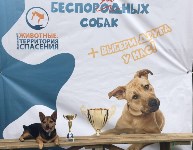 В рамках выставки беспородных собак в Южно-Сахалинске 8 питомцев обрели хозяев, Фото: 278