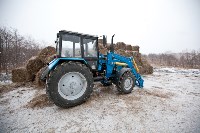 Около сотни благородных оленей доставили на Сахалин, Фото: 9