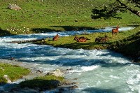 Лошади и коровы здесь пасутся без постоянного присмотра человека, Фото: 7