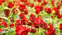 В совхозе «Тепличный» срезают первые в сезоне сахалинские розы, Фото: 5