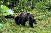 Медведи на Изменчивом, Фото: 5
