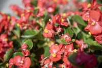 Цветы, Фото: 6