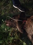 Медведя, задравшего нескольких собак в Поронайском районе, отстрелили, Фото: 1