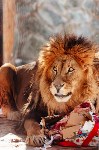 Курицу, говядину, свинку, ослика и мяч подарили африканскому льву в Южно-Сахалинске, Фото: 5