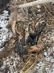 Навоз со шкурами и костями животных вывалили в конце улицы в Смирных, Фото: 5
